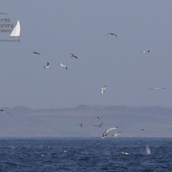 diving gannets
