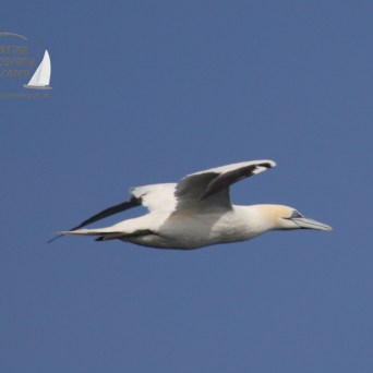 gannet