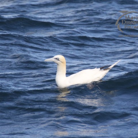 gannet
