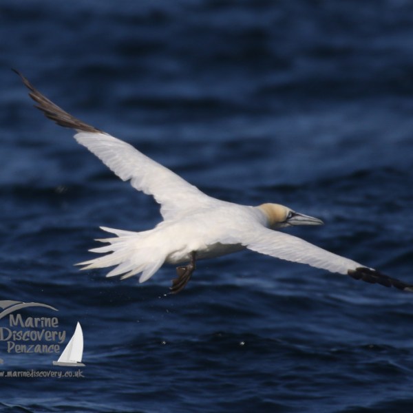gannet