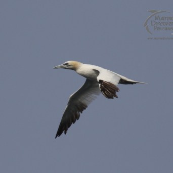 gannet