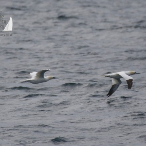 gannets