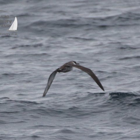 great shearwater