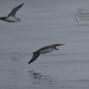 great shearwaters