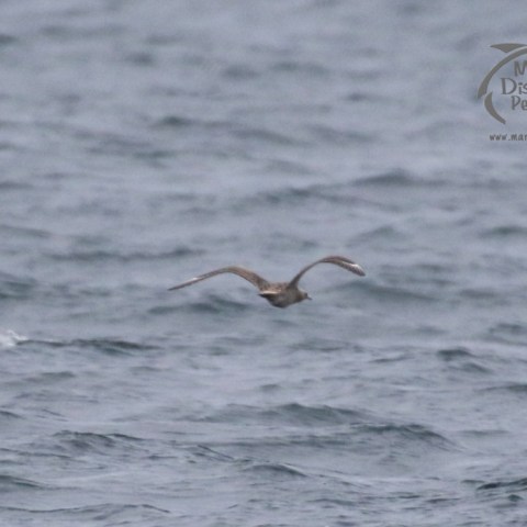 great skua