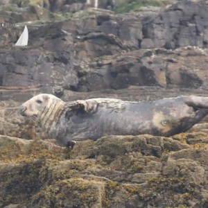 grey seal