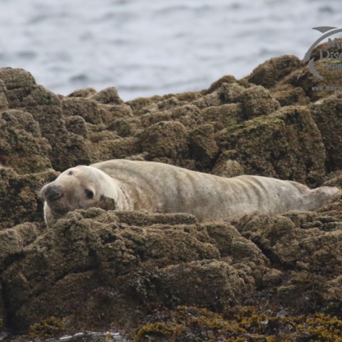 grey seal