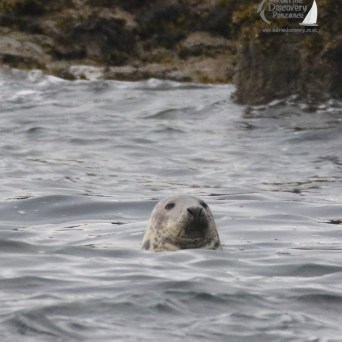 grey seal