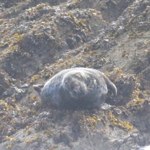 grey seal