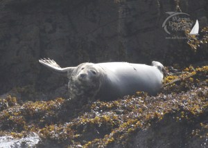 grey seal