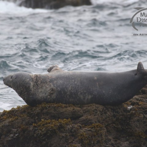 grey seal