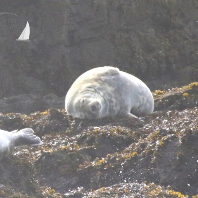 grey seal