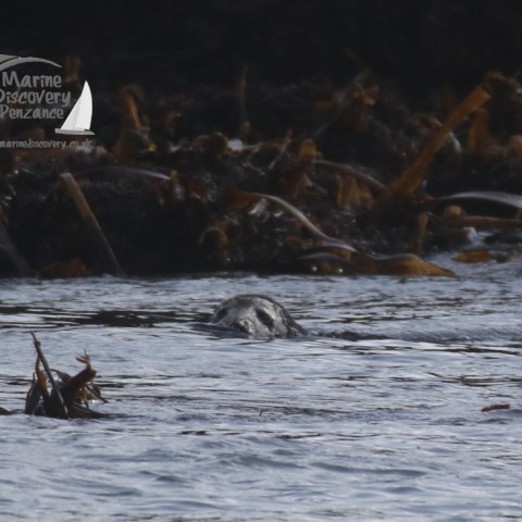 grey seal