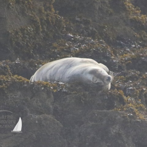 grey seal Kelp