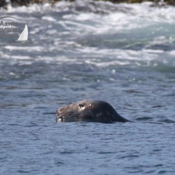 grey seal