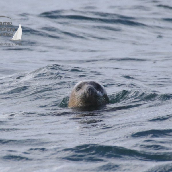 grey seal