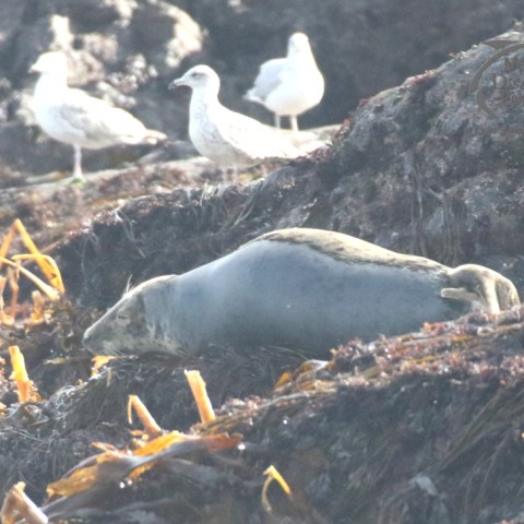 grey seal