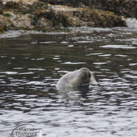 grey seal