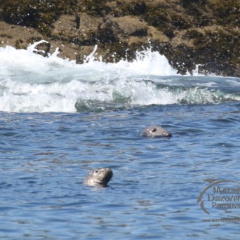 grey seals