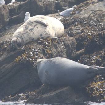 grey seals