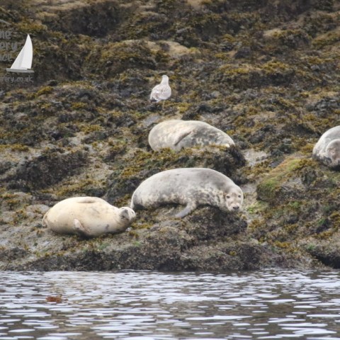 grey seals