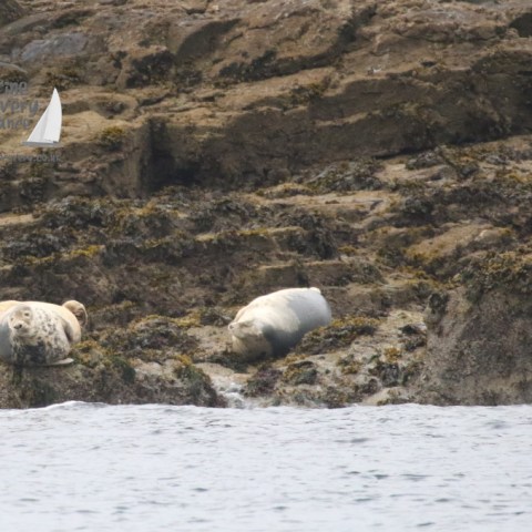 grey seals