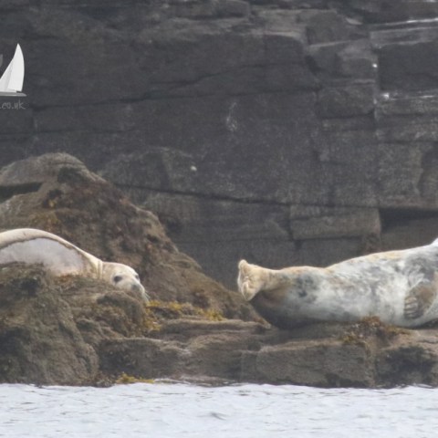 grey seals