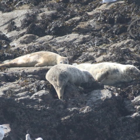 grey seals