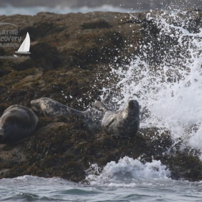 grey seals and wave