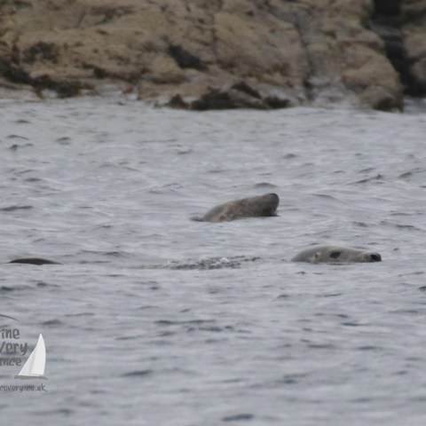 grey seals swimming