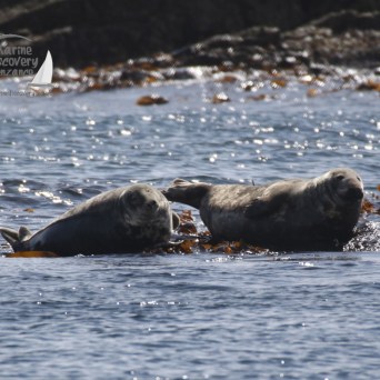 grey seals