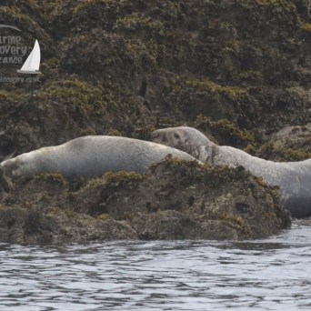 grey seals