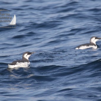 guillemots