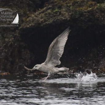 gull and starfish