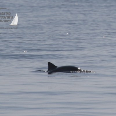 harbour porpoise