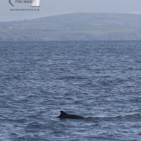 harbour porpoise