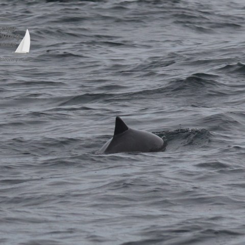 harbour porpoise