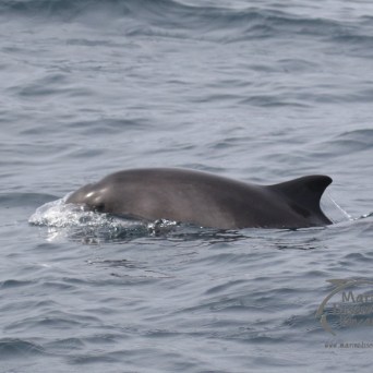 harbour porpoise