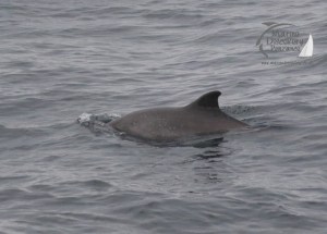 harbour porpoise
