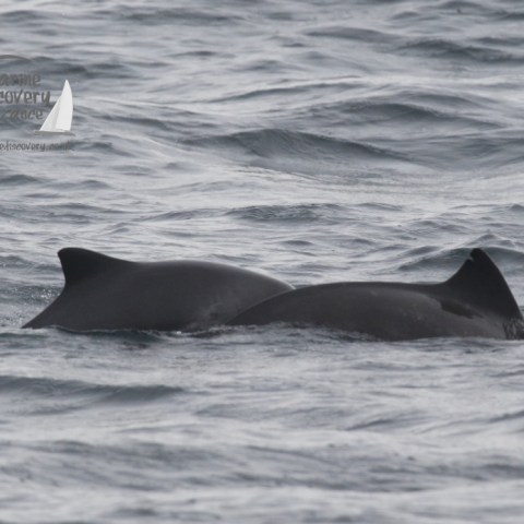 harbour porpoises