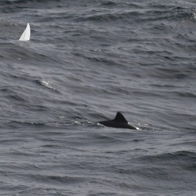 harbour porpoise