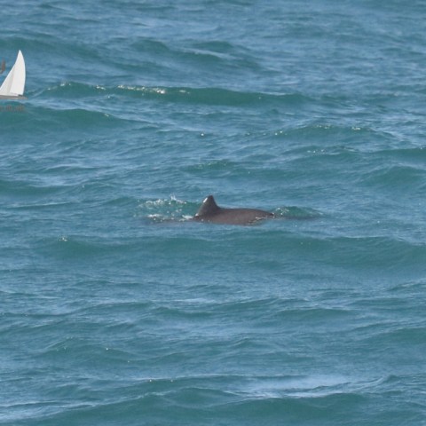 harbour porpoise