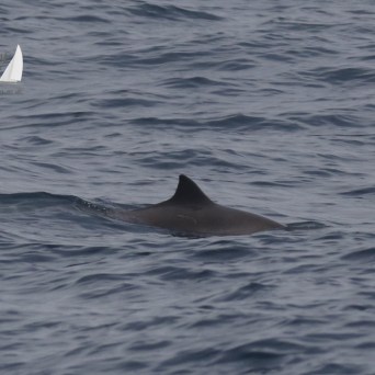 harbour porpoise