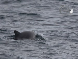 harbour porpoise
