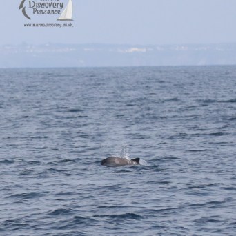 harbour porpoise