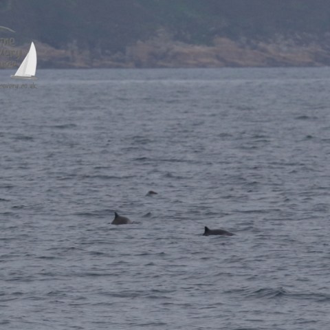 harbour porpoises