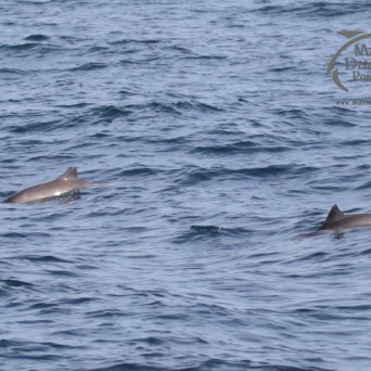 harbour porpoises
