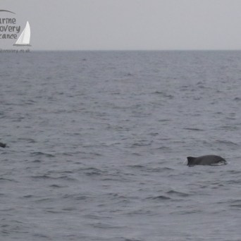 harbour porpoises