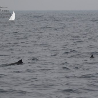 harbour porpoises