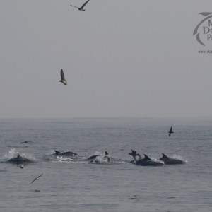 hunting common dolphins